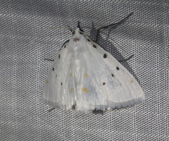 Brihaspa atrostigmella