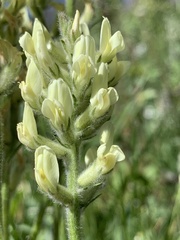 Oxytropis campestris