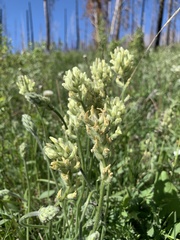 Oxytropis campestris