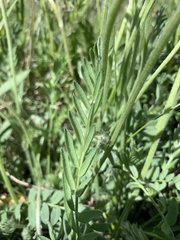 Oxytropis campestris
