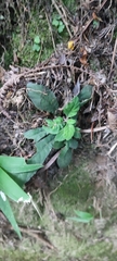 Staurogyne concinnula