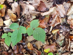 Rubus hirtus