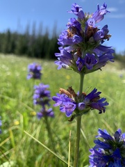 Penstemon rydbergii