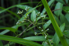 Paederia foetida