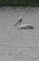 Pelecanus philippensis
