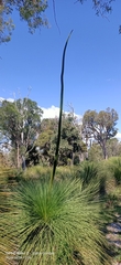 Xanthorrhoea preissii