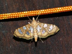 Nausinoe quadrinalis