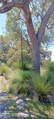 Xanthorrhoea preissii