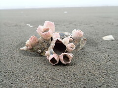 Notomegabalanus decorus