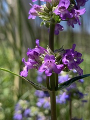 Penstemon rydbergii