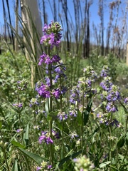 Penstemon rydbergii
