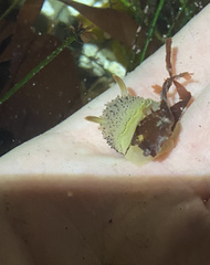 Acanthodoris rhodoceras