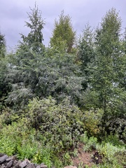 Cirsium arvense integrifolium