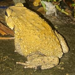 Duttaphrynus melanostictus