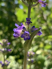 Penstemon rydbergii
