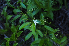 Jasminum lanceolarium