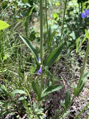 Penstemon rydbergii