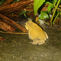 Duttaphrynus melanostictus