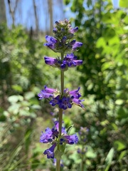 Penstemon rydbergii