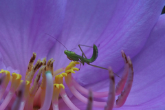 Hierodula patellifera