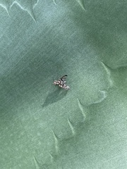 Pseudodyscrasis scutellaris