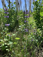 Penstemon rydbergii