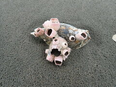 Notomegabalanus decorus