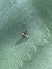 Pseudodyscrasis scutellaris