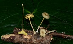 Gerronema subclavatum