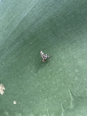 Pseudodyscrasis scutellaris