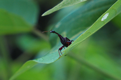 Paratrachelophorus nodicornis