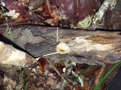 Gerronema subclavatum