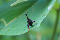Paratrachelophorus nodicornis