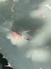 Pseudodyscrasis scutellaris