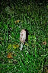Coprinus comatus
