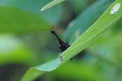 Paratrachelophorus nodicornis