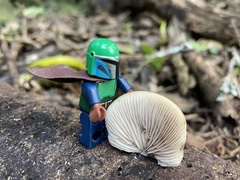 Conchomyces bursiformis