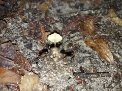 Gerronema subclavatum