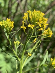 Erysimum cheiranthoides