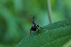 Paratrachelophorus nodicornis