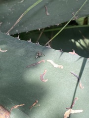 Pseudodyscrasis scutellaris