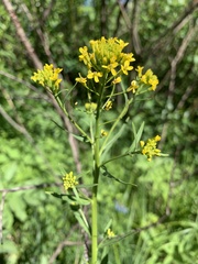 Erysimum cheiranthoides