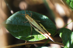Stenocatantops splendens