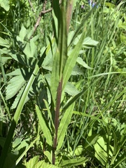 Erysimum cheiranthoides