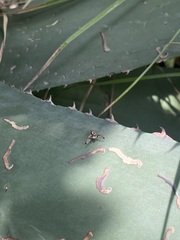 Pseudodyscrasis scutellaris
