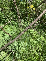 Erysimum cheiranthoides