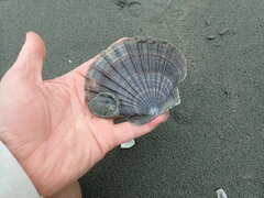 Pecten novaezelandiae