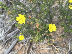 Hibbertia virgata