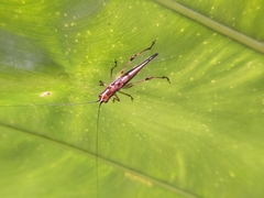 Conocephalus melaenus