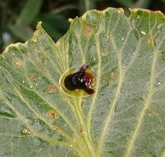 Plagiometriona clarki